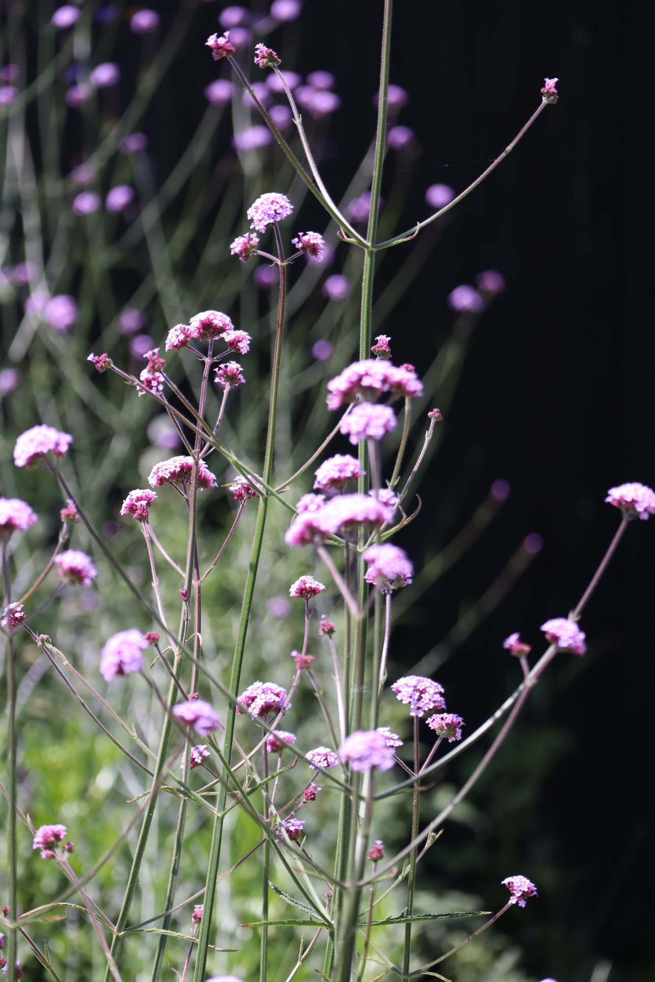 Cottage Garden detail
