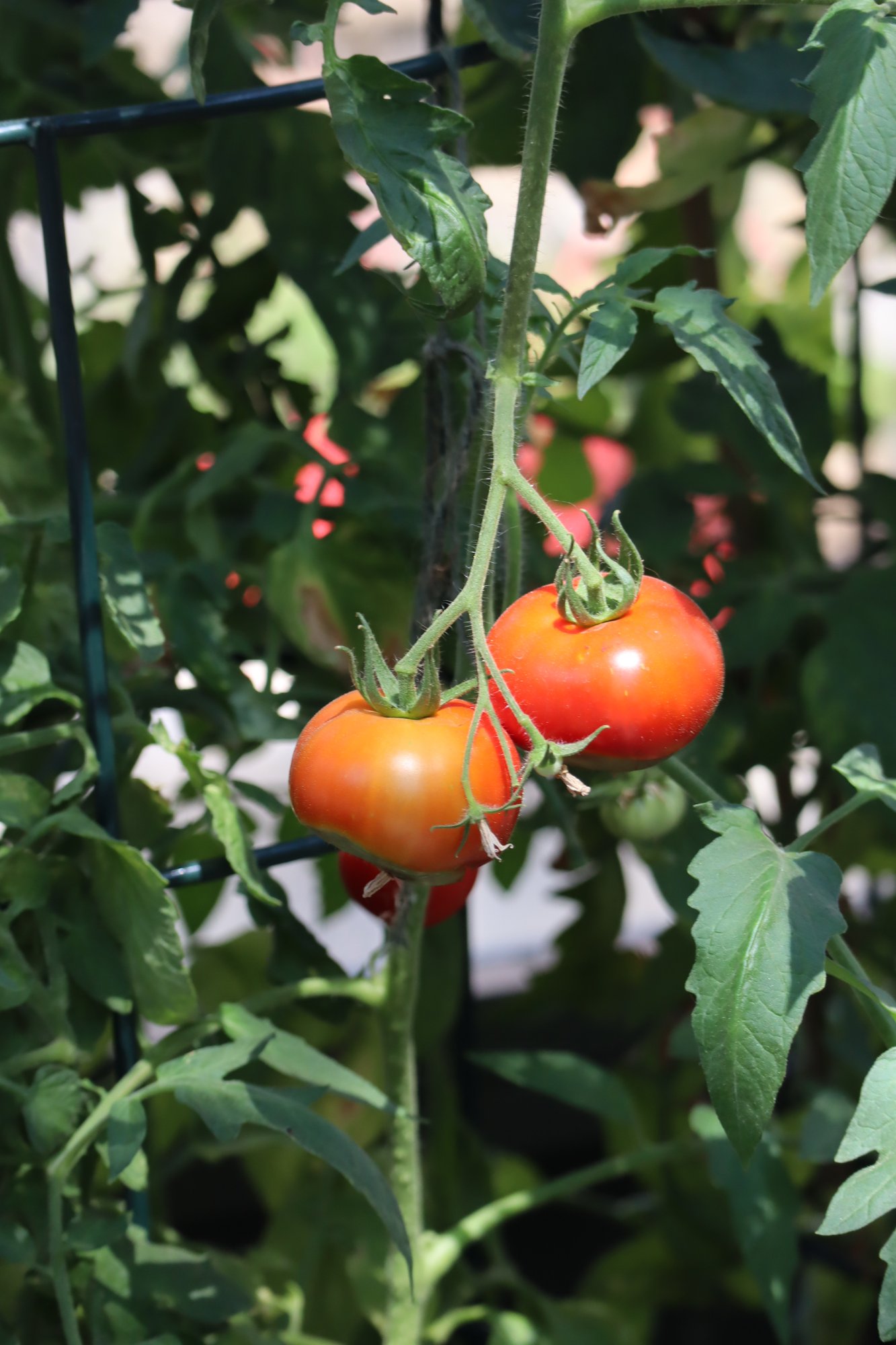Tiered Kitchen Garden detail